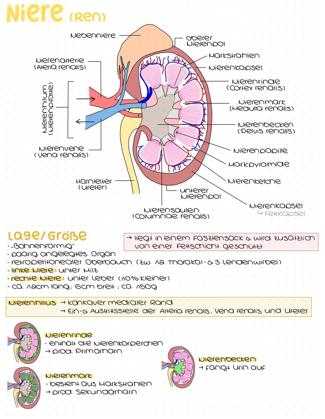 # Harnsystem
Hohivene
(vena cava)
Nebenniere
Nierenarterie
Nierenbecken
paarig angelegte Nieren &
ableitende Harnwege
(Harnleiter, Hamb