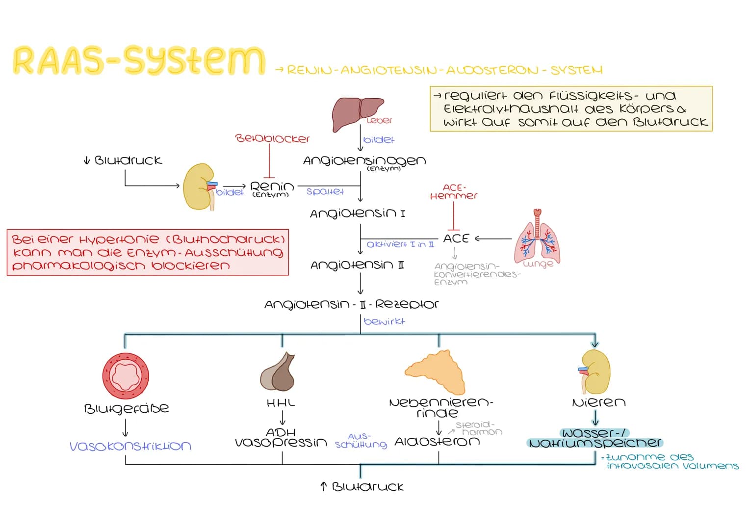 # Harnsystem
Hohivene
(vena cava)
Nebenniere
Nierenarterie
Nierenbecken
paarig angelegte Nieren &
ableitende Harnwege
(Harnleiter, Hamb