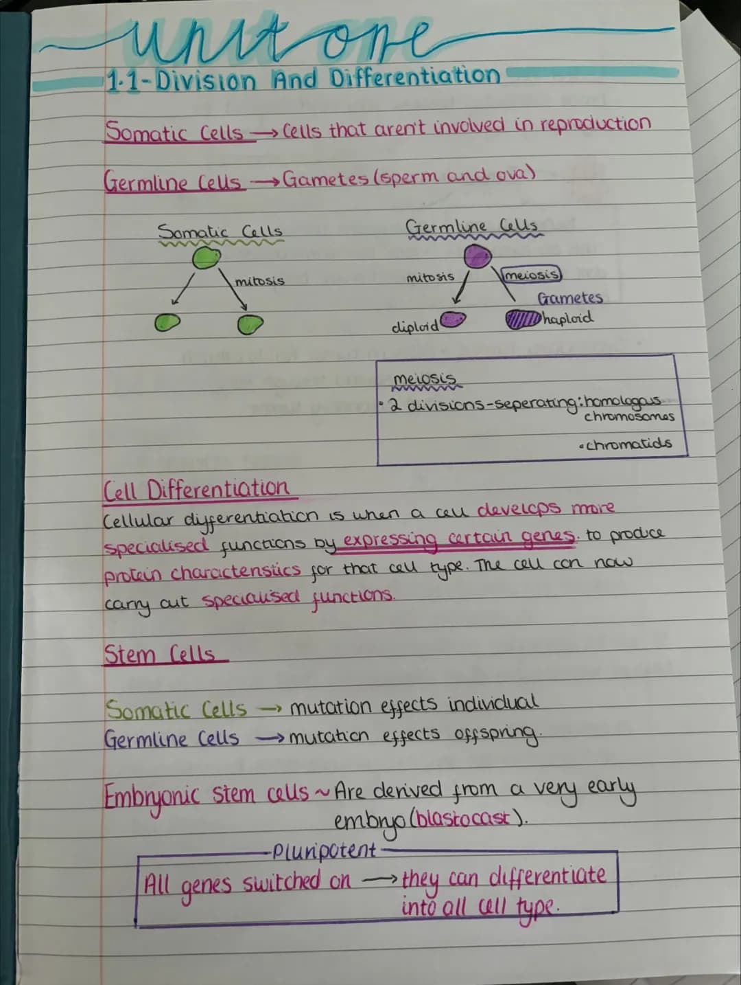 # unit one
1-1-Division And Differentiation
Somatic Cells Cells that aren't involved in reproduction
Germline Cells → Gametes (sperm and