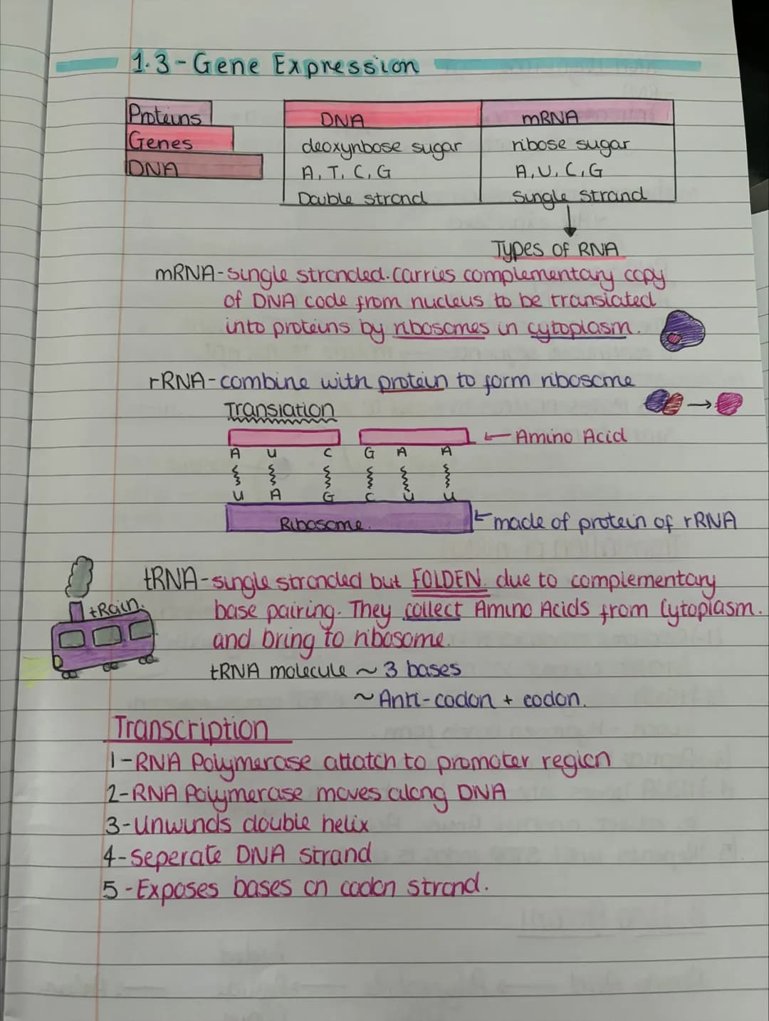 # unit one
1-1-Division And Differentiation
Somatic Cells Cells that aren't involved in reproduction
Germline Cells → Gametes (sperm and