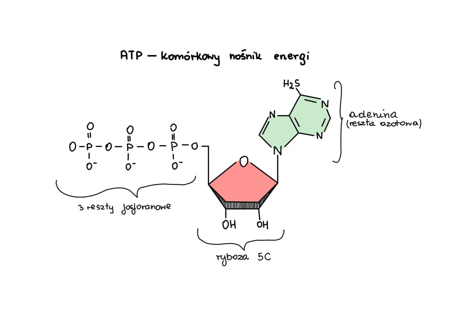 # metabolizm
> anabolizm i katabolizm
* anabolizm - procesy syntezy mniejszych cząsteczek w miększe, wymaga dostarczenia energii,
są wię
