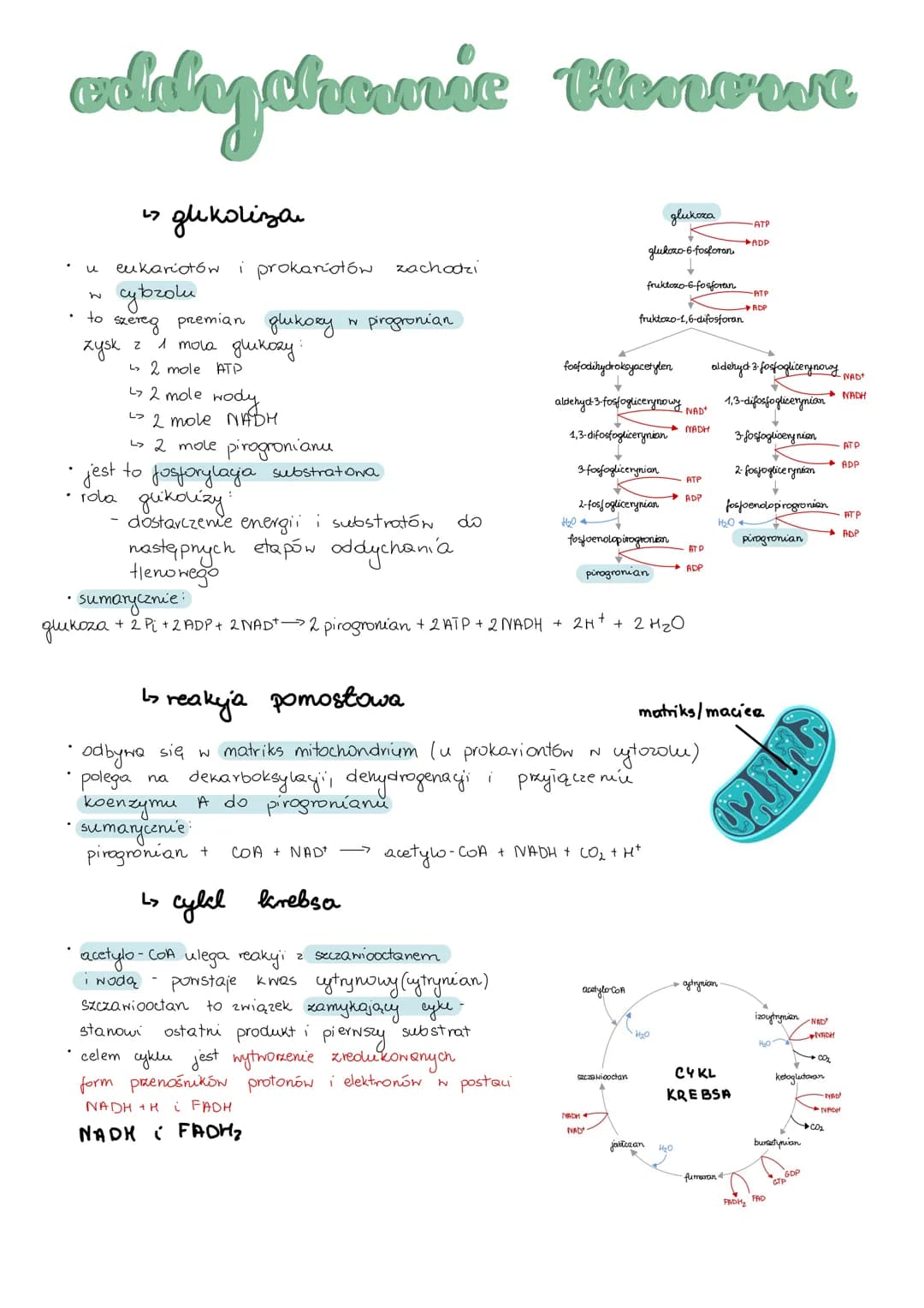 # metabolizm
> anabolizm i katabolizm
* anabolizm - procesy syntezy mniejszych cząsteczek w miększe, wymaga dostarczenia energii,
są wię