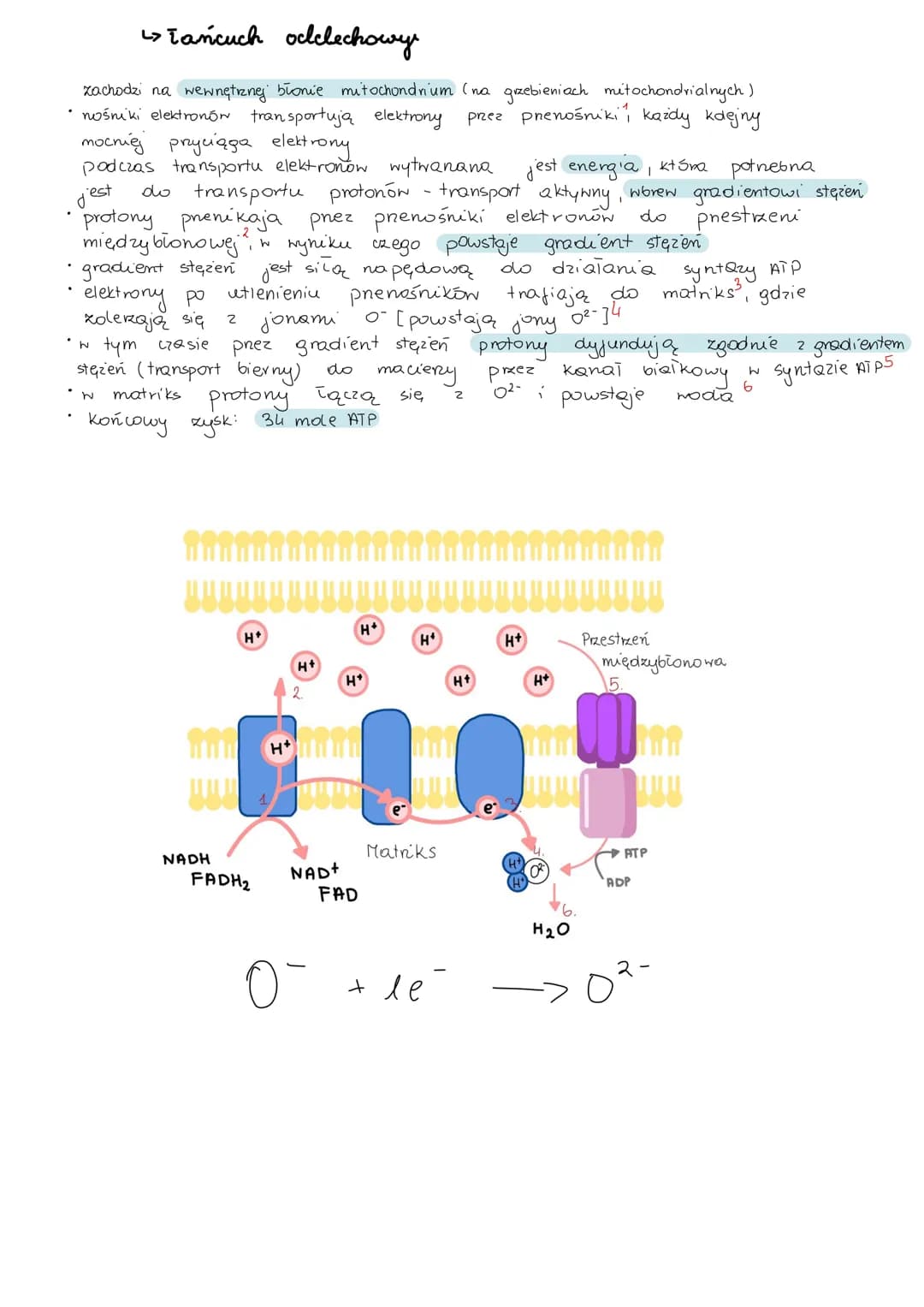 # metabolizm
> anabolizm i katabolizm
* anabolizm - procesy syntezy mniejszych cząsteczek w miększe, wymaga dostarczenia energii,
są wię