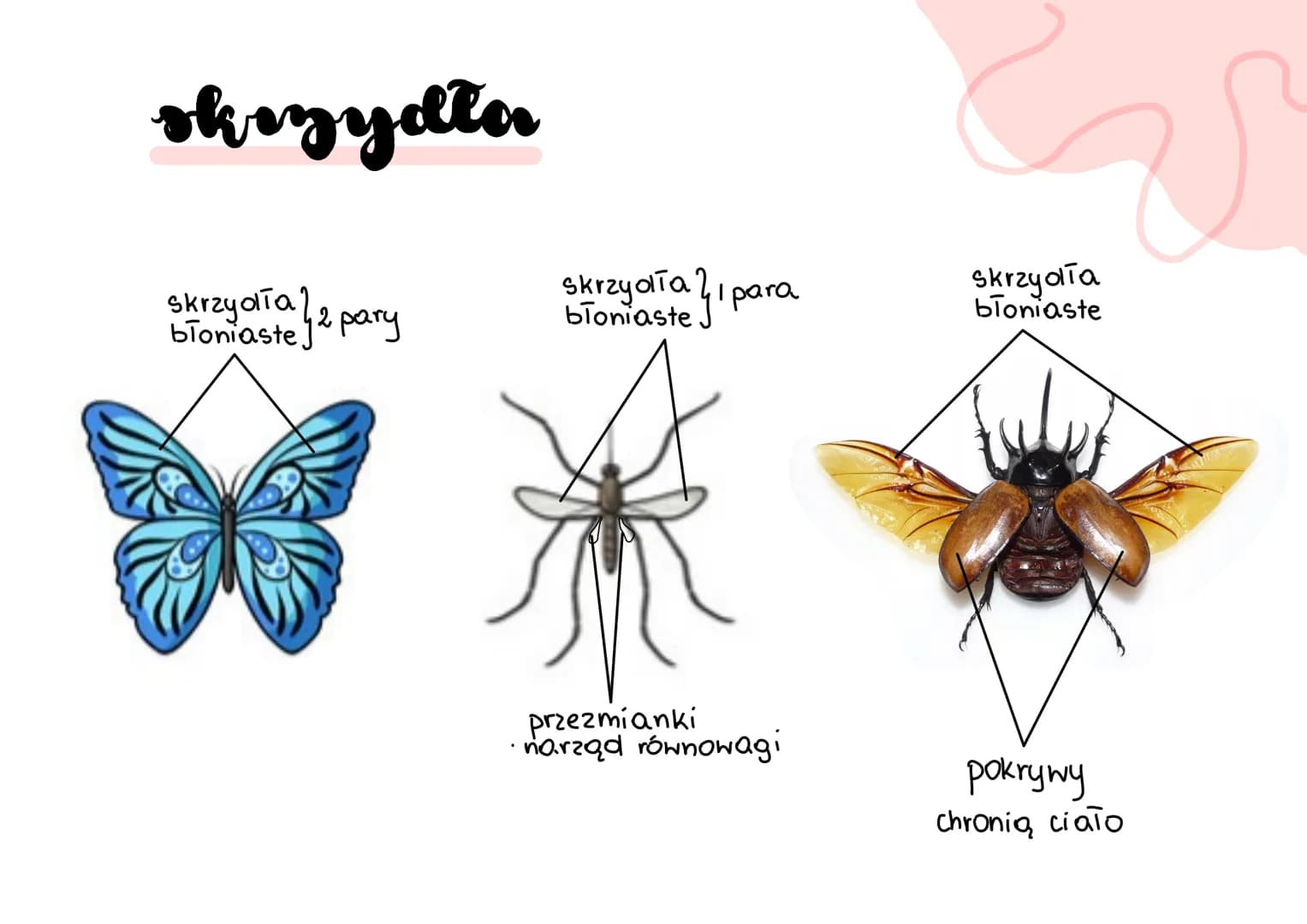 # stawonogi
A
B
C
D
E
F # stawonogi
* skorupiaki
* tchawkodyszne
* owady wije
* szczękoczułko podobne
* pajęczaki #