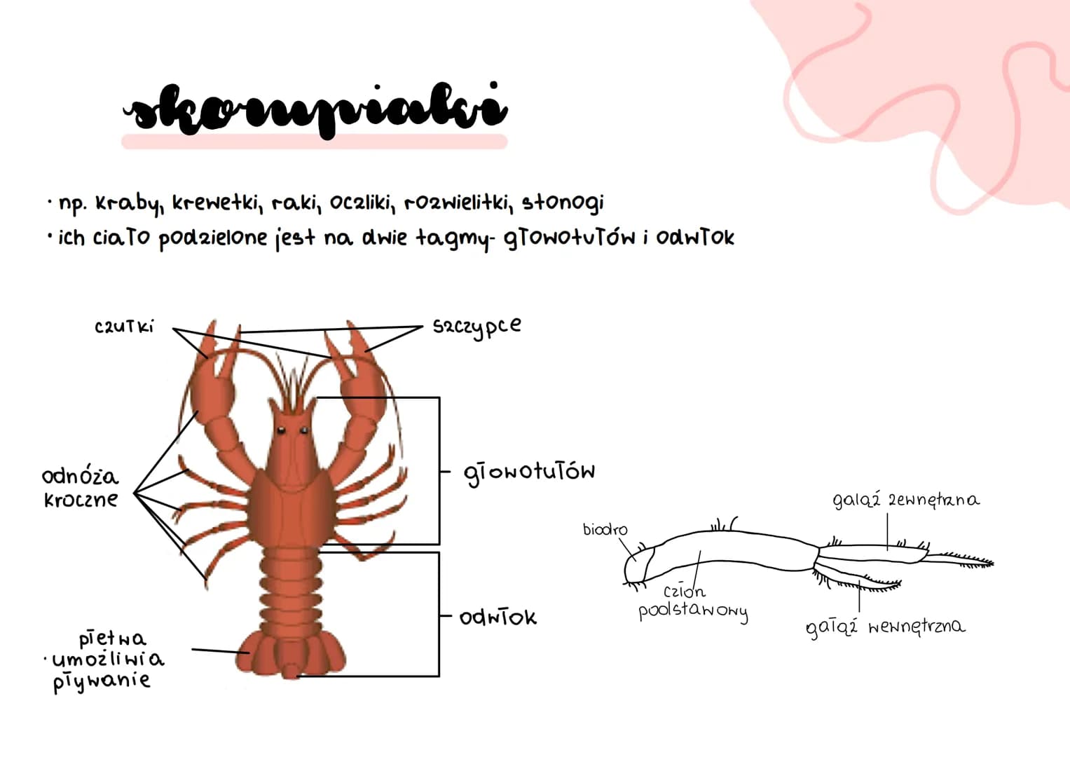# stawonogi
A
B
C
D
E
F # stawonogi
* skorupiaki
* tchawkodyszne
* owady wije
* szczękoczułko podobne
* pajęczaki #