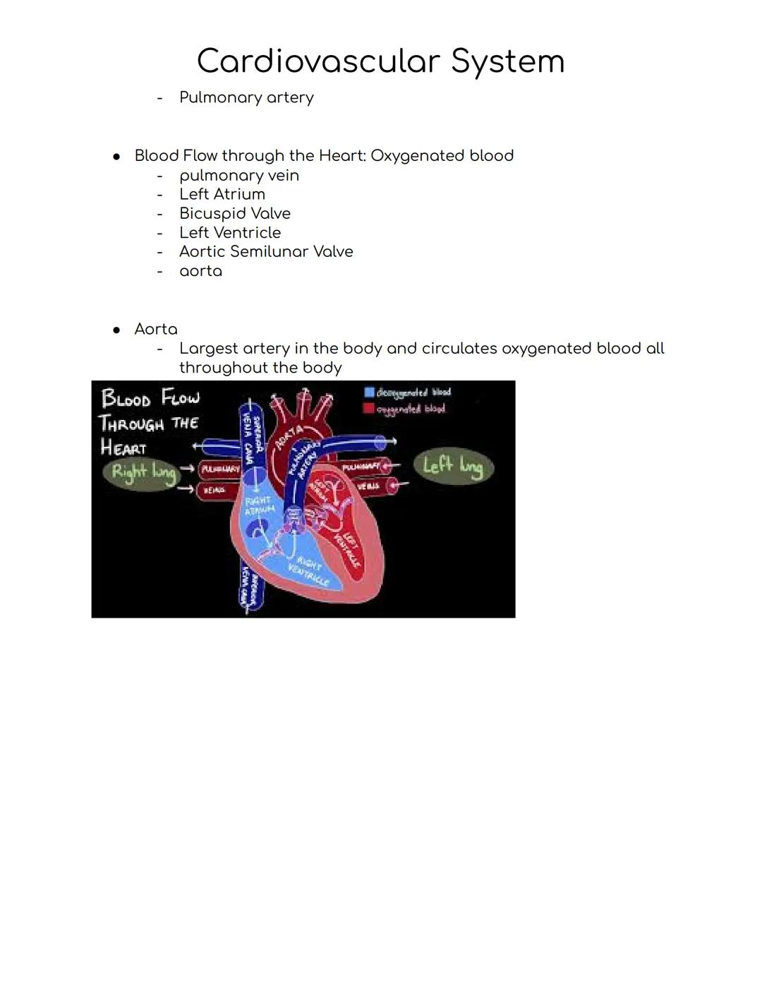 # Cardiovascular System
Cardiovascular system
-A closed system of the heart and blood vessels
-The heart pumps blood
-Blood vessels allow b