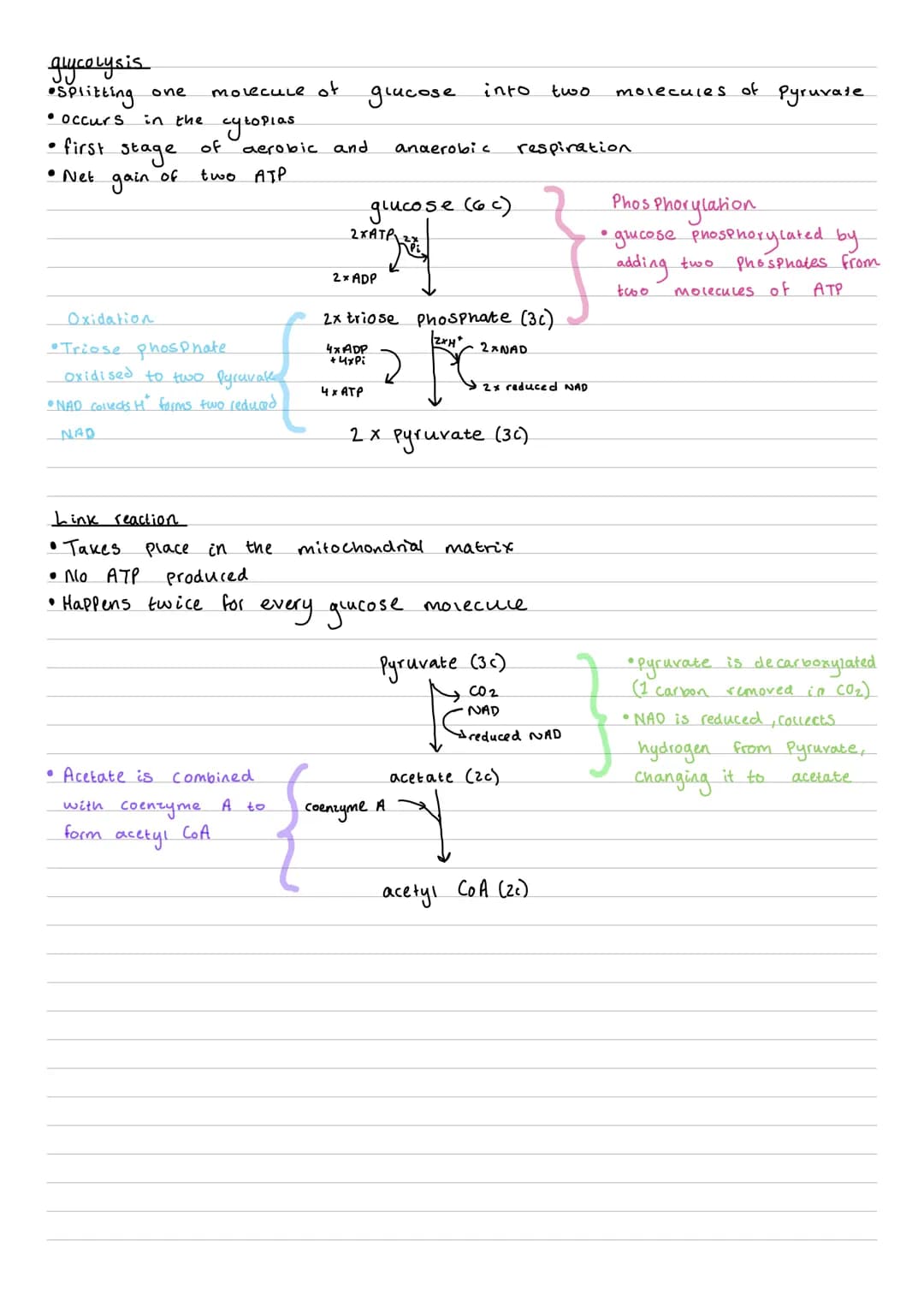 glycolysis
* Splitting one molecule of glucose into two molecules of Pyruvate
* occurs in the cytoplas
* first stage of aerobic and anaerobi