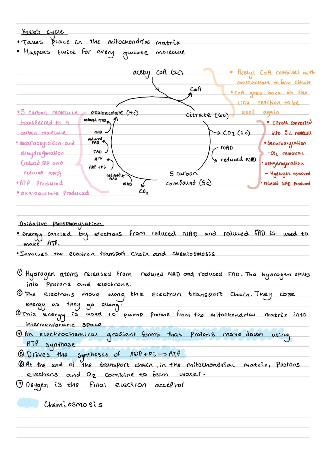 glycolysis
* Splitting one molecule of glucose into two molecules of Pyruvate
* occurs in the cytoplas
* first stage of aerobic and anaerobi
