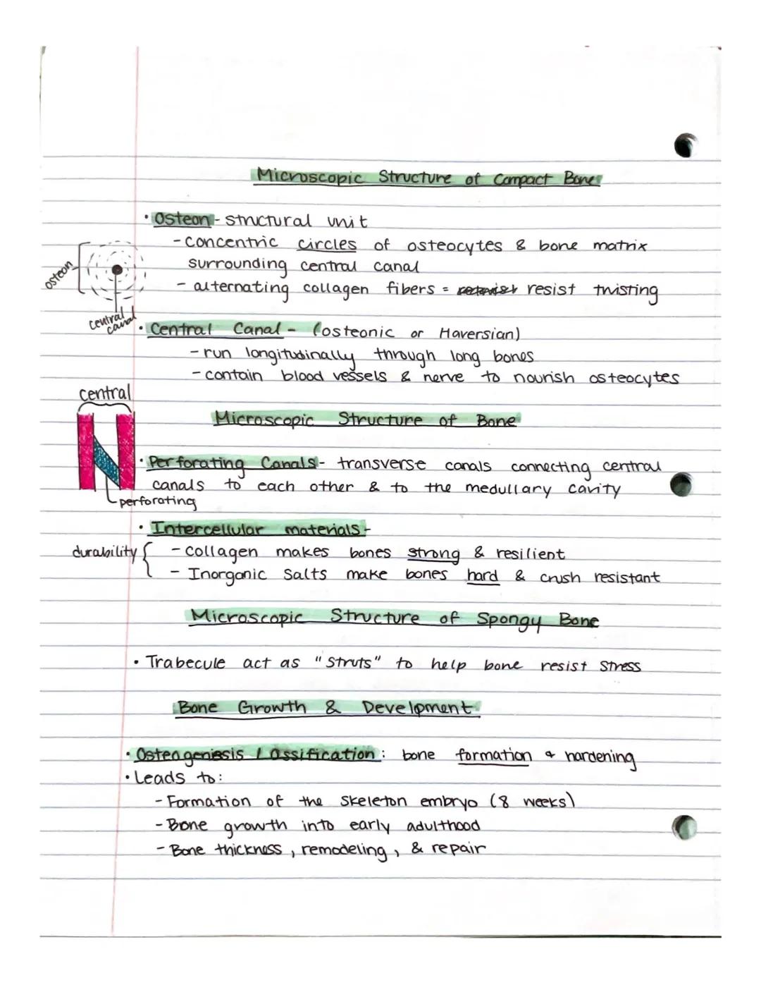 Chapter 7-Skeletal System
Human Skeletal System
• 206 total bones (as an adult)
• Axial Skull, vertebral column, vibcage
•Appendicular- up
