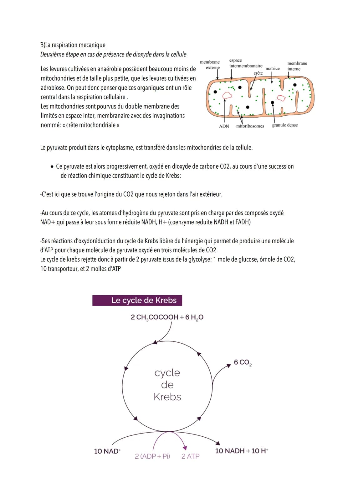 # L'origine de l'ATP dans les cellules musculaires
Introduction
Les cellules musculaires ont besoin d'ATP pour mettre en place leur cycle