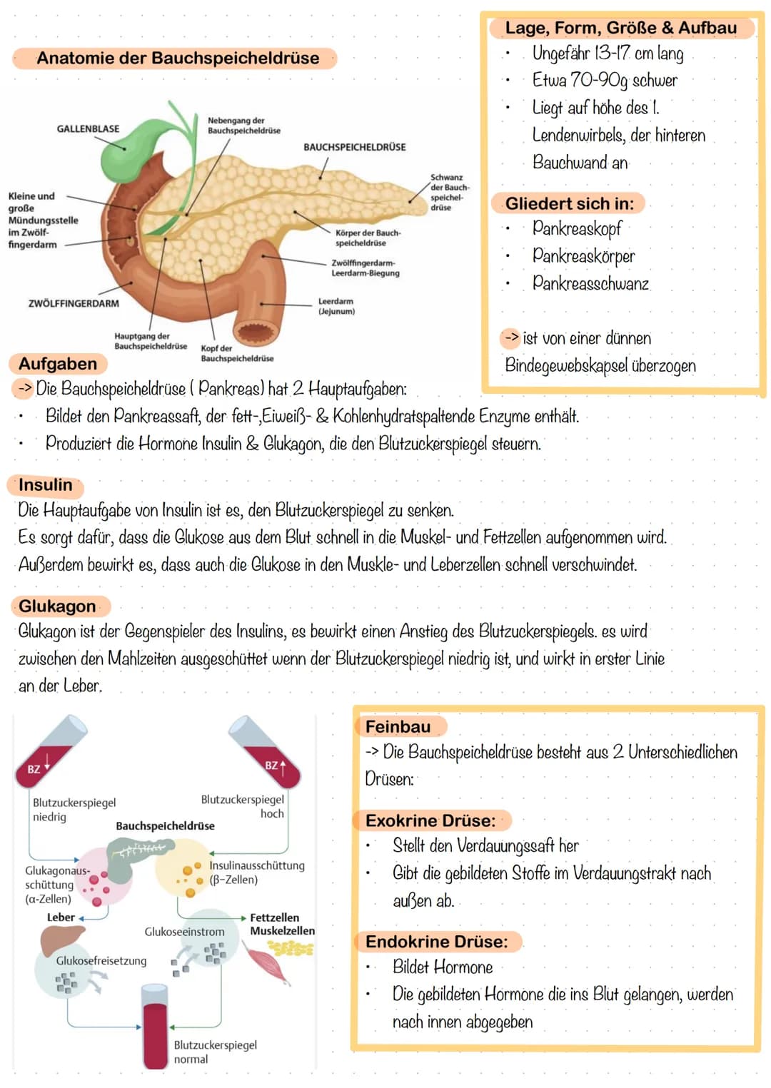 # Diabetes Mellitus
Definition:
Diabetes mellitus ist eine Chronische Stoffwechselerkrankung, die dadurch entsteht
das die Insulinproduktio