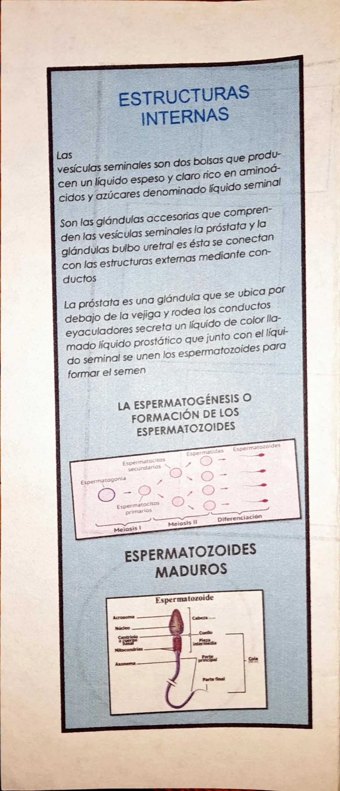 EL SISTEMA REPRODUCTOR
DEL SER HUMANO
EL SISTEMA
REPRODUCTOR
MASCULINO
Aparato reproductor masculino
egno
eiga
Cond
deter
Ostata
ula de
pe
