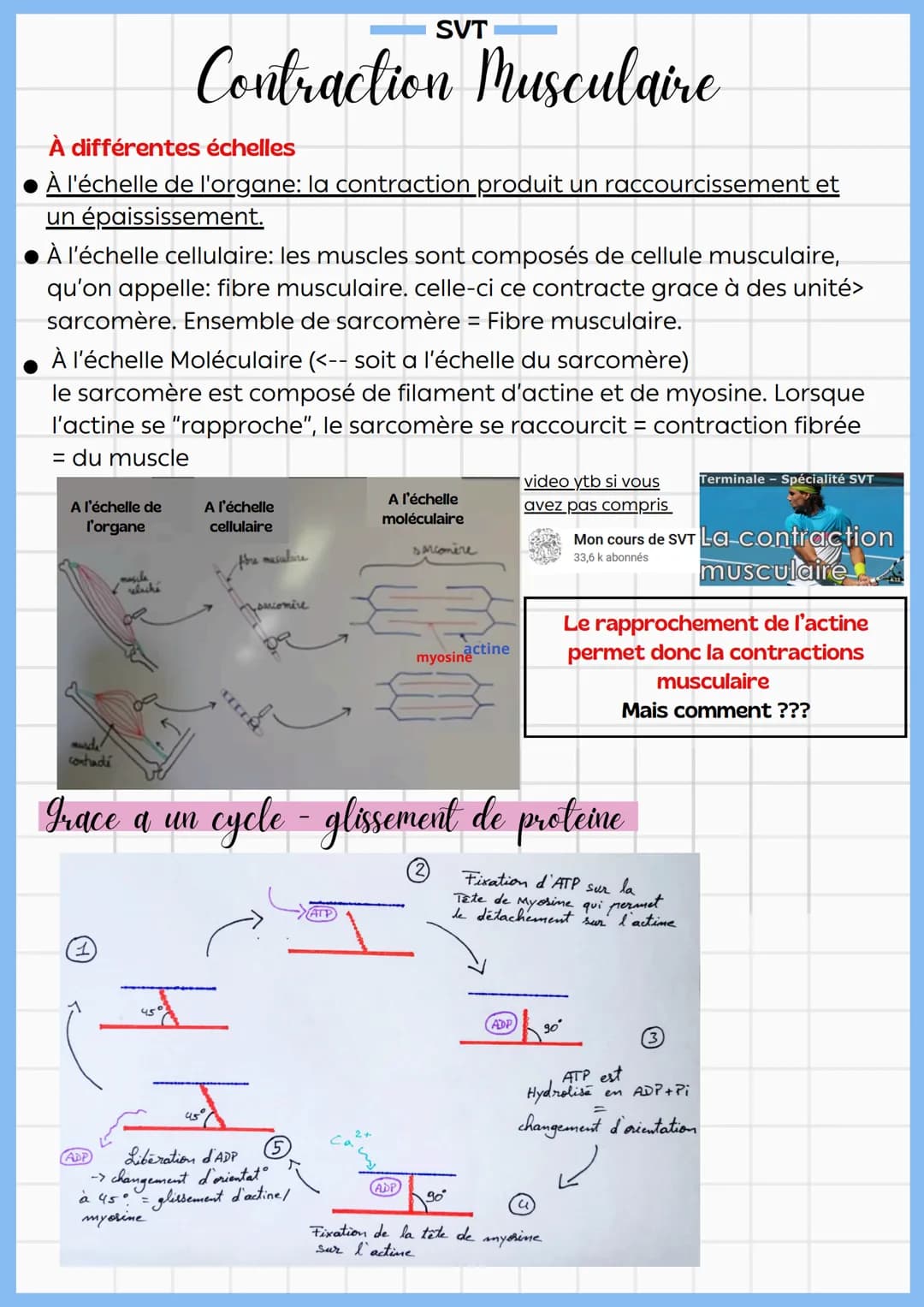 SVT
# Contraction Musculaire
À différentes échelles
* À l'échelle de l'organe: la contraction produit un raccourcissement et
un épaississe