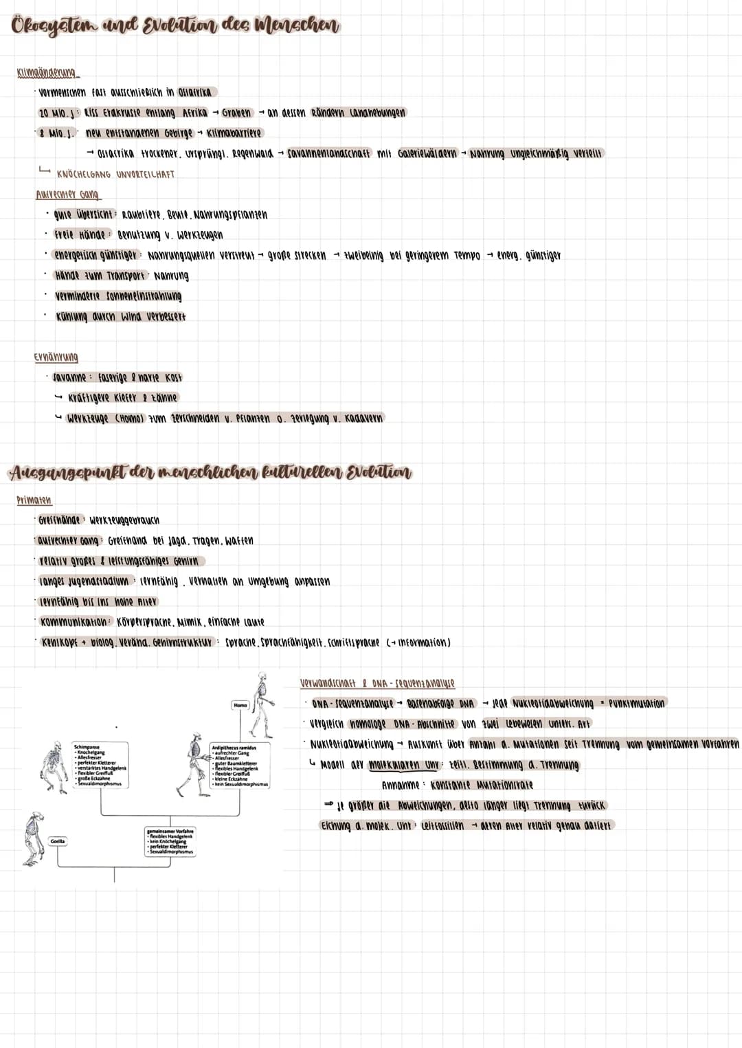 # Primaten
## Merkmale
* 2 brustriänaige Milcharüsen
* änni. Anoranung a. oberen schneideranие
* gut entwickeltes senvermögen
* nac
