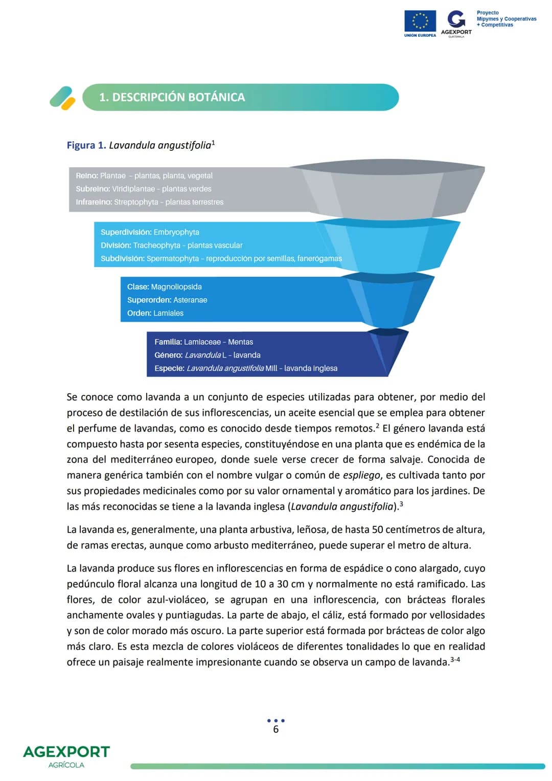 UNIÓN EUROPEA
G
AGEXPORT
GUATEMALA
Proyecto
Mipymes y Cooperativas
+ Competitivas
Lavanda, Lavandula angustifolia
AGEXPORT
AGRÍCOLA G
AG