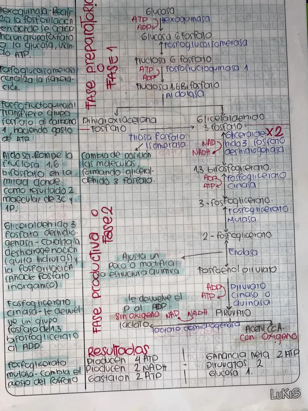 DDMM AA
# Glase de
# METABOLISMO
- Metabolismo la suma de todas las reacciones
quimicas que se llevon acabo dentia de la célula
- Anabolismo