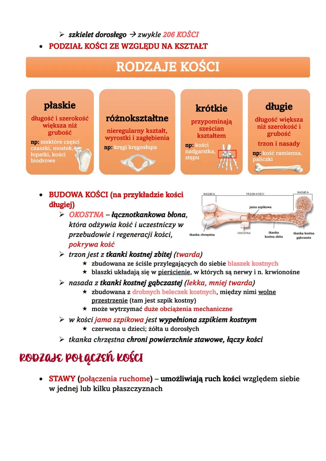 # UKŁAD RUCHI
OGÓLNA BUDOWA I FUNKCJE SZKIELETU
# UKŁAD RUCHU
szkielet
mięśnie szkieletowe
część czynna
część czynna
* WŁAŚCIWOŚCI SZKI
