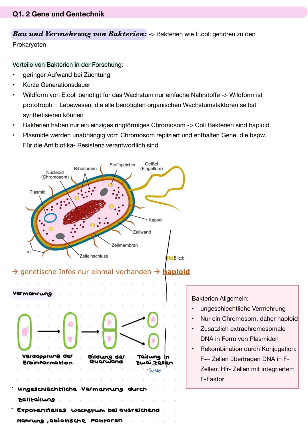 # Q1. 2 Gene und Gentechnik
Bau und Vermehrung von Bakterien: -> Bakterien wie E.coli gehören zu den
Prokaryoten
Vorteile von Bakterien in
