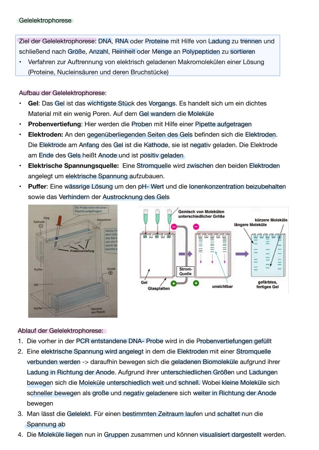 # Q1. 2 Gene und Gentechnik
Bau und Vermehrung von Bakterien: -> Bakterien wie E.coli gehören zu den
Prokaryoten
Vorteile von Bakterien in