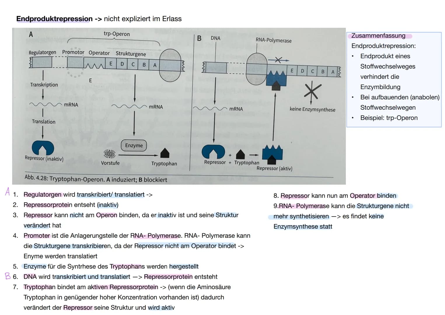 # Q1. 2 Gene und Gentechnik
Bau und Vermehrung von Bakterien: -> Bakterien wie E.coli gehören zu den
Prokaryoten
Vorteile von Bakterien in