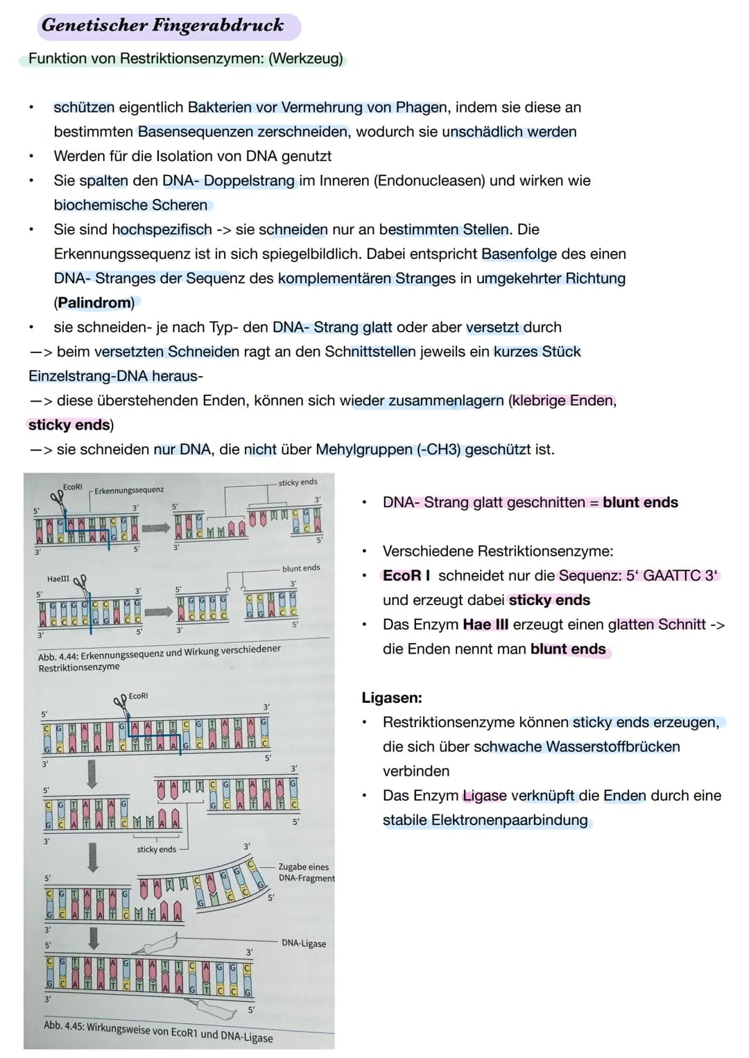 # Q1. 2 Gene und Gentechnik
Bau und Vermehrung von Bakterien: -> Bakterien wie E.coli gehören zu den
Prokaryoten
Vorteile von Bakterien in
