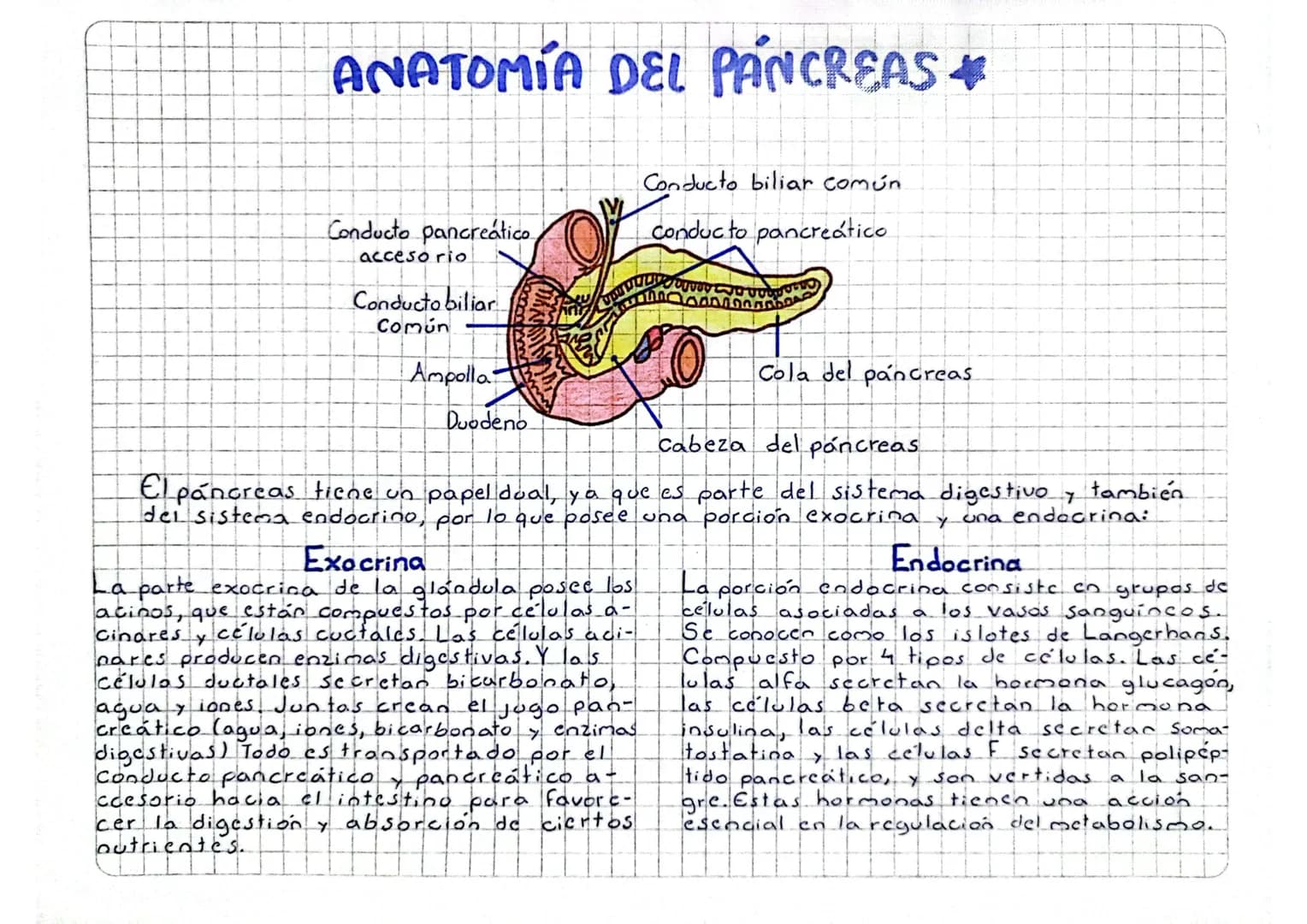 # ANATOMÍA DEL PANCREAS
Conducto pancreatico,
accesorio
Conducto biliar
Común
Ampolla
Duodeno
Conducto biliar común
Conducto pancreati