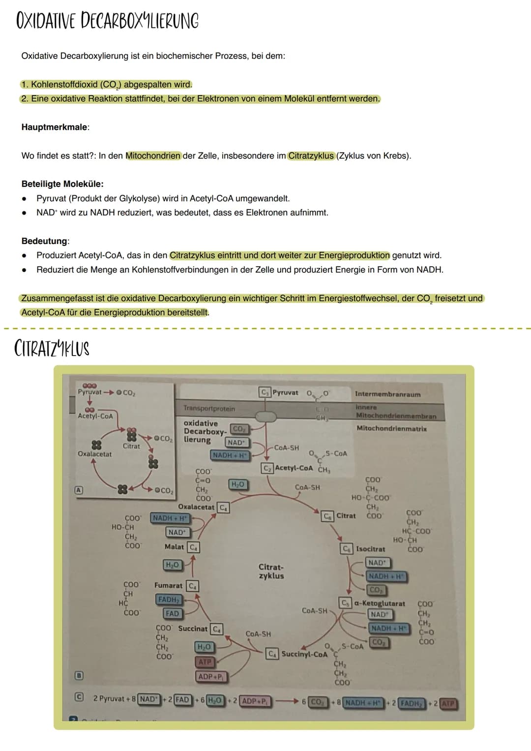 # BIOLOGIE LERNZETTEL
THEMEN: ENZIME, KATABOLISMUS UND ANABOLISMUS, ATP, MEMBRANAUFBAU/BIOMEMBRAN, ZELLPLASMA, MITOCHONDRIEN, GLYKOLYSE/GLU