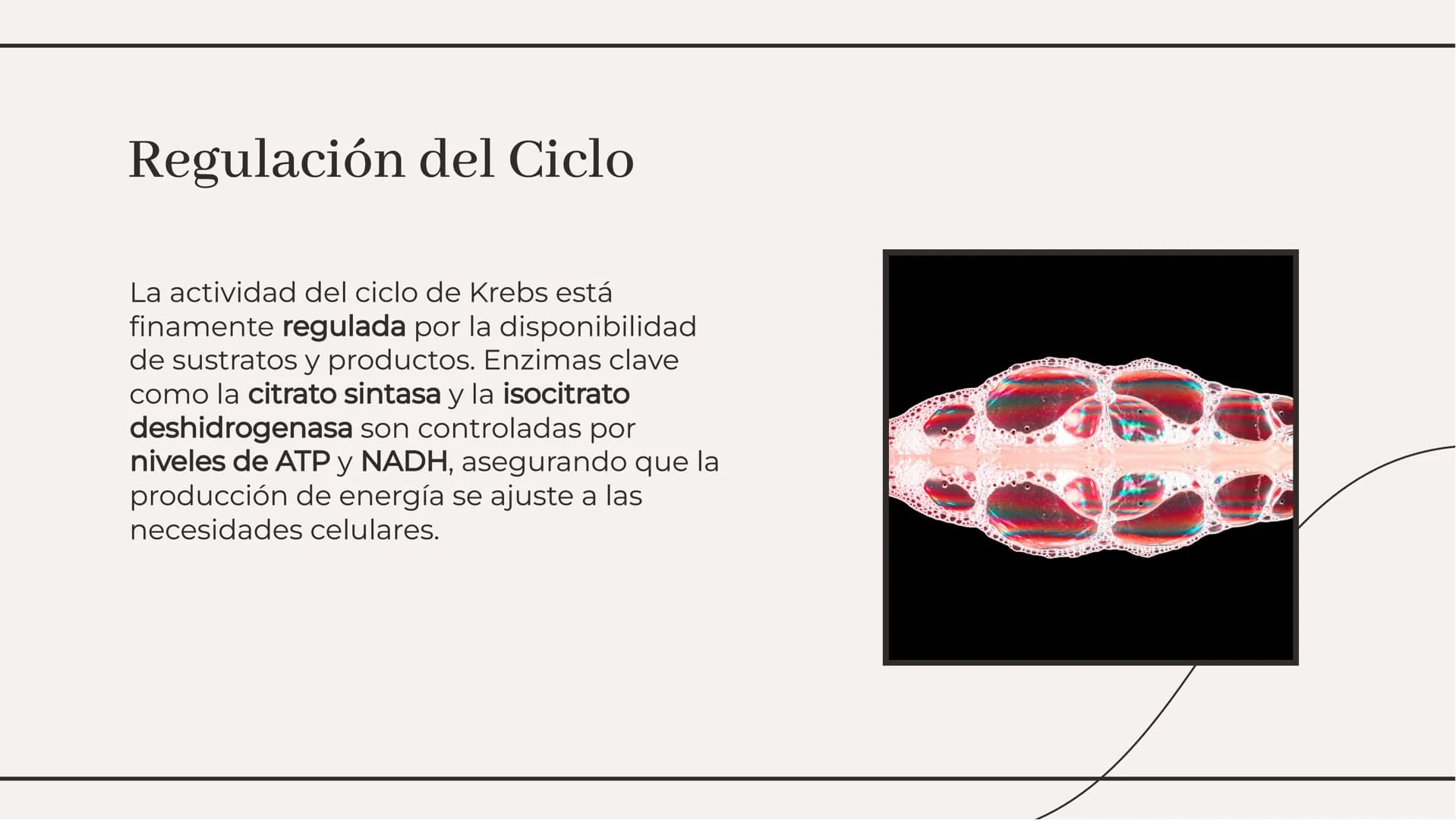 # Ciclo de Krebs: El Motor
Energético de la Célula # Introducción al Ciclo de Krebs
El Ciclo de Krebs, también conocido como
el ciclo del
