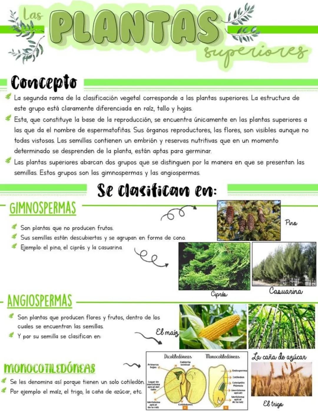 Las
# PLANTAS
superiores
## Concepto
* La segunda rama de la clasificación vegetal corresponde a las plantas superiores. La estructura d