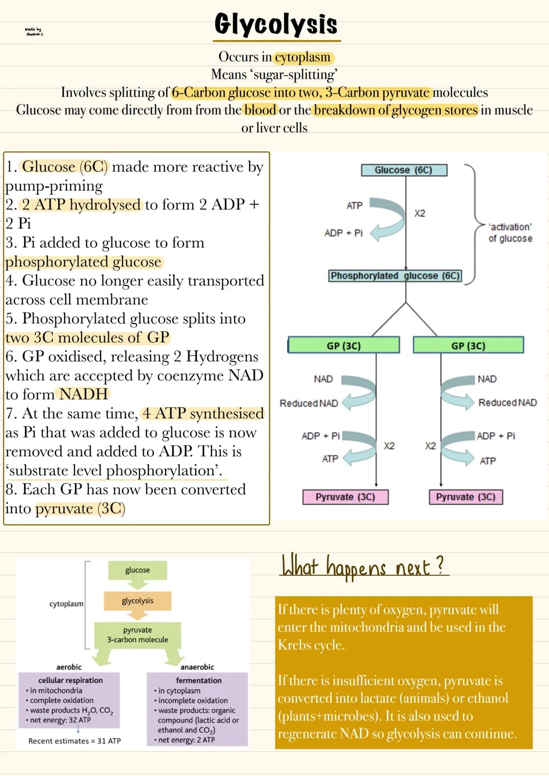 # Glycolysis
Occurs in cytoplasm
Means 'sugar-splitting'
Involves splitting of 6-Carbon glucose into two, 3-Carbon pyruvate molecules
Gluco
