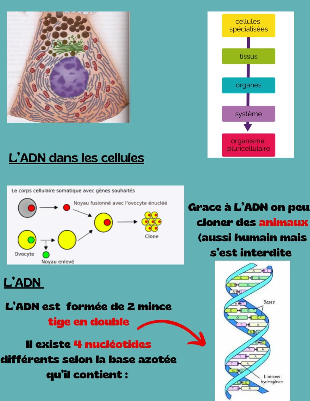 S.V.T
fonctionnement d'un organisme
unicellulaire
2nd
Mitochondrie
Chloroplaste
ADN
organites: noyau, des
mitochondries et ou des
chlo