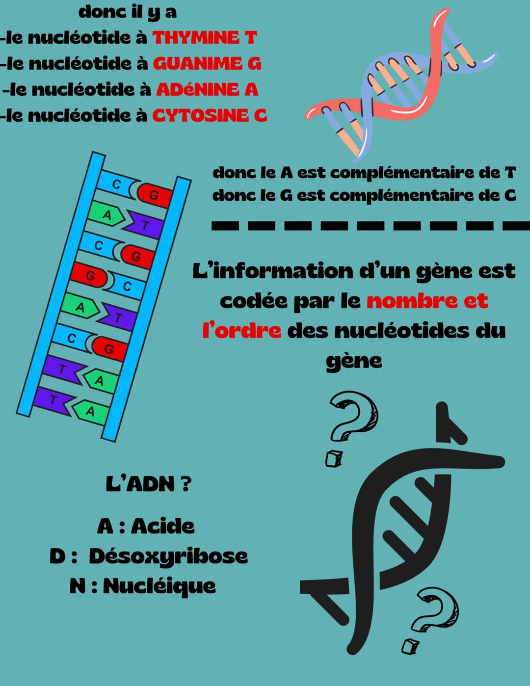 S.V.T
fonctionnement d'un organisme
unicellulaire
2nd
Mitochondrie
Chloroplaste
ADN
organites: noyau, des
mitochondries et ou des
chlo