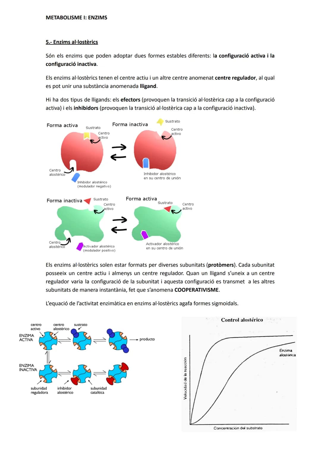 METABOLISME I: ENZIMS
1.- Introducció: conceptes bàsics
El metabolisme cel·lular és el conjunt de reaccions que tenen lloc a la cèl·lula.