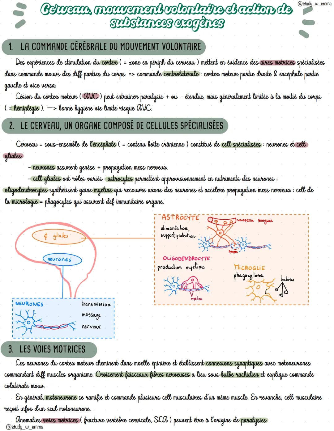 # Cerveau, movement volontaire et action de
substances exogenes
1. LA COMMANDE CÉRÉBRALE DU MOUVEMENT VOLONTAIRE
@study_w_emma
Des expéri