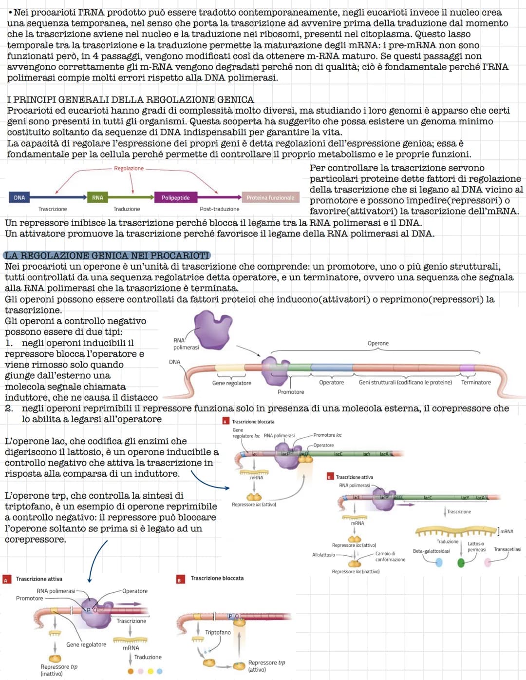 # Struttura e funzione del DNA
## IL RUOLO DEL DNA
La prima tappa che portò alla comprensione del ruolo del DNA fu l'isolamento da parte d