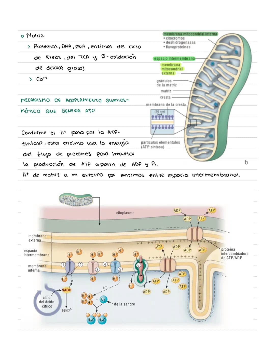 # CÉLULA # Origenes embrionarios
Ectodermo
-Mucosas oral y nasal, cornea y epidermis; glándulas de la
piel y mamarias.
Tegumento, encéfalo