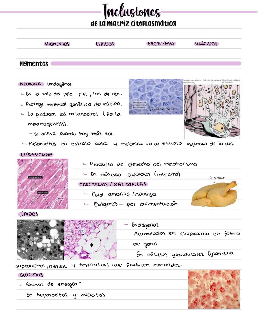 # CÉLULA # Origenes embrionarios
Ectodermo
-Mucosas oral y nasal, cornea y epidermis; glándulas de la
piel y mamarias.
Tegumento, encéfalo