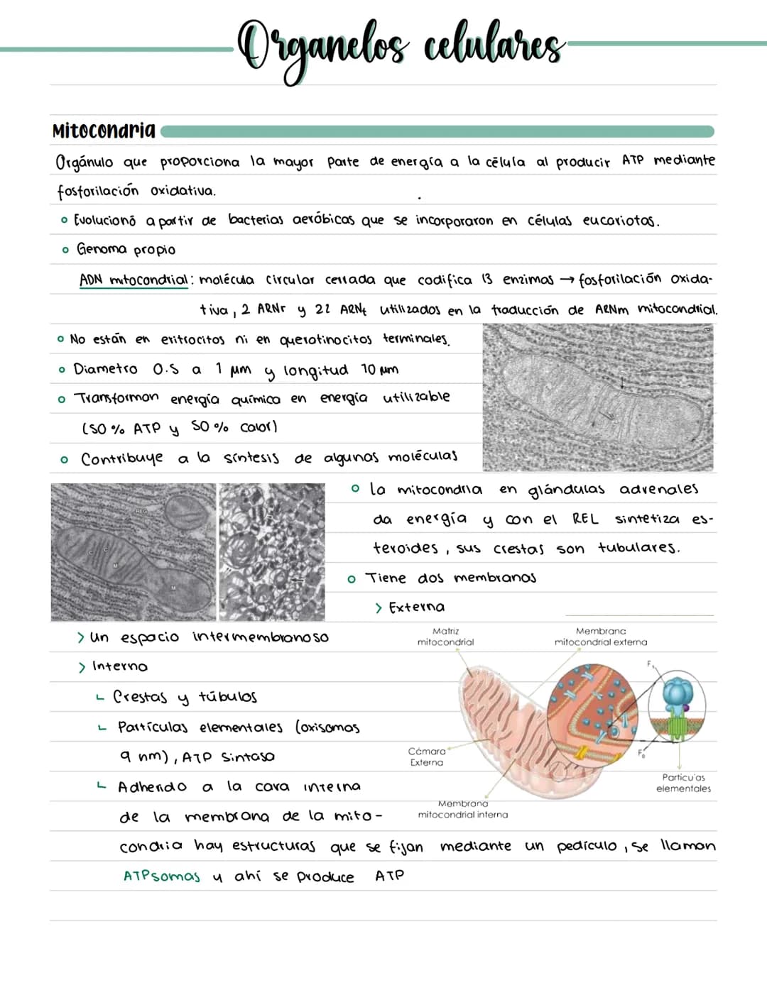 # CÉLULA # Origenes embrionarios
Ectodermo
-Mucosas oral y nasal, cornea y epidermis; glándulas de la
piel y mamarias.
Tegumento, encéfalo