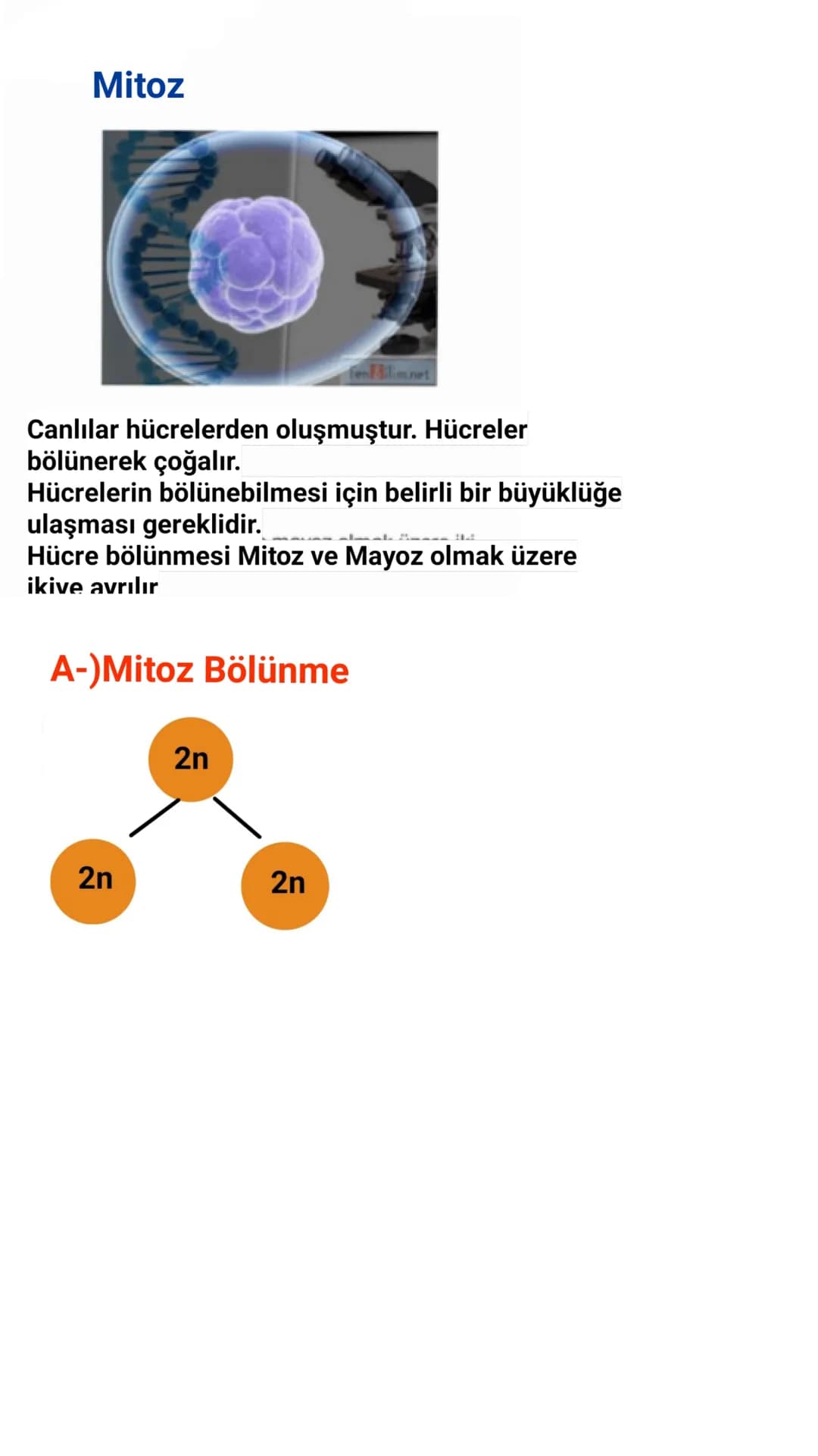 # MITOZ BÖLÜMME ASAMALARI~
★mitoz bölünmede önce çekirdek bölünmesi, sonra
sitoplazma bölünmesi gerçekleşir
- Bir hücreden birbirinin aynı