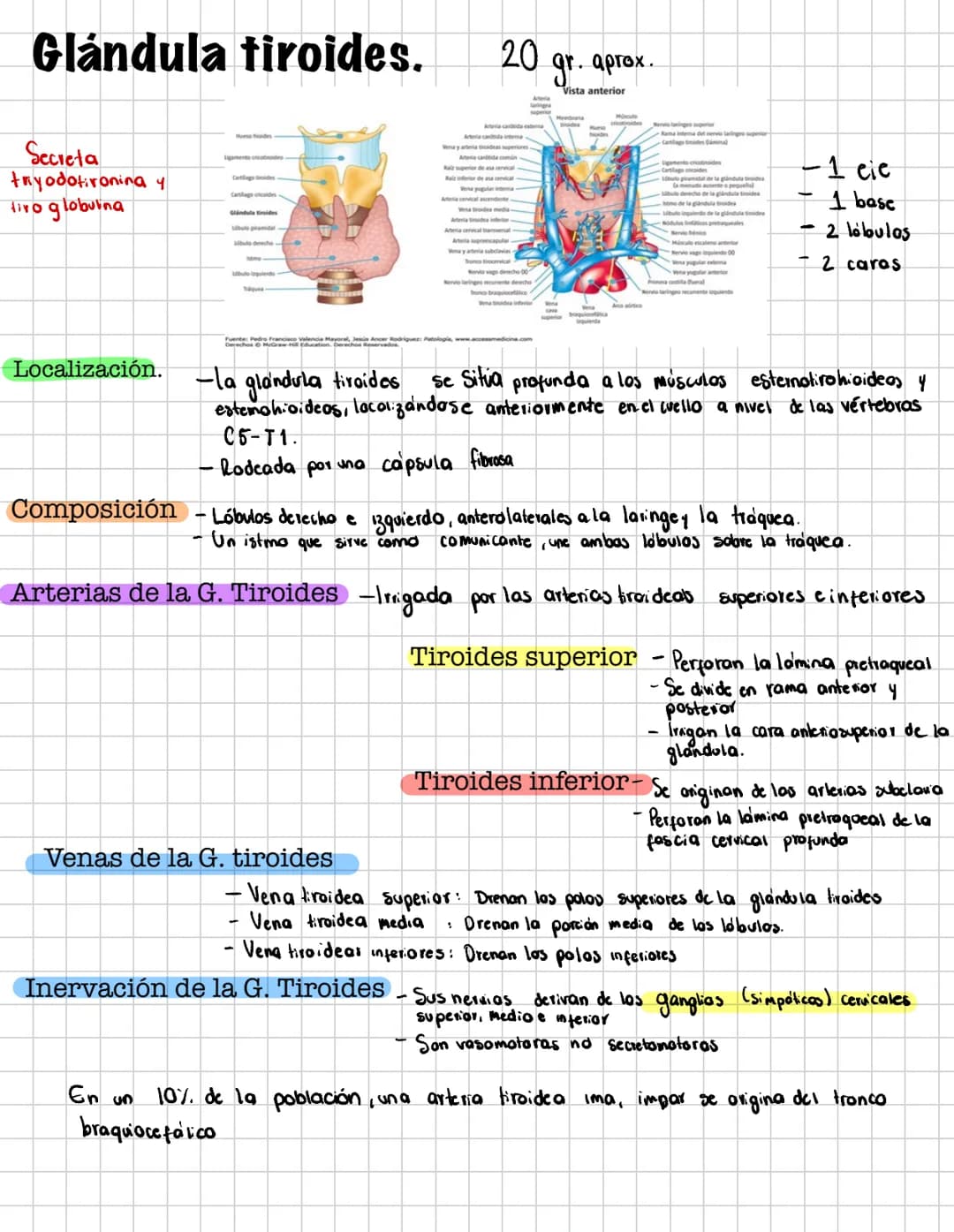 # Glándula tiroides.
Secreta
tryodotironina y
liro globuina
20 gr. aprox.
Vista anterior
- 1 cie
- 1 basc
- 2 lóbulos
- 2 caras
Localiz