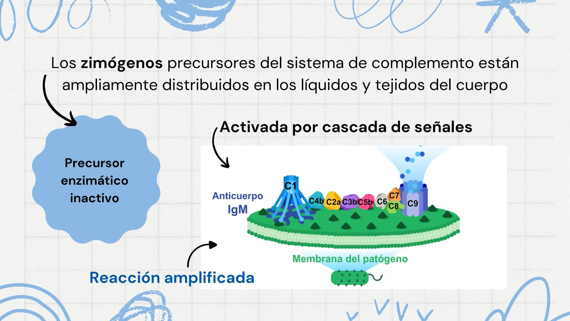 # Sistema del
# Complemento 000
Sistema del complemento y la
inmunidad innata/adaptativa
El complemento es un sistema de
proteínas plasmát