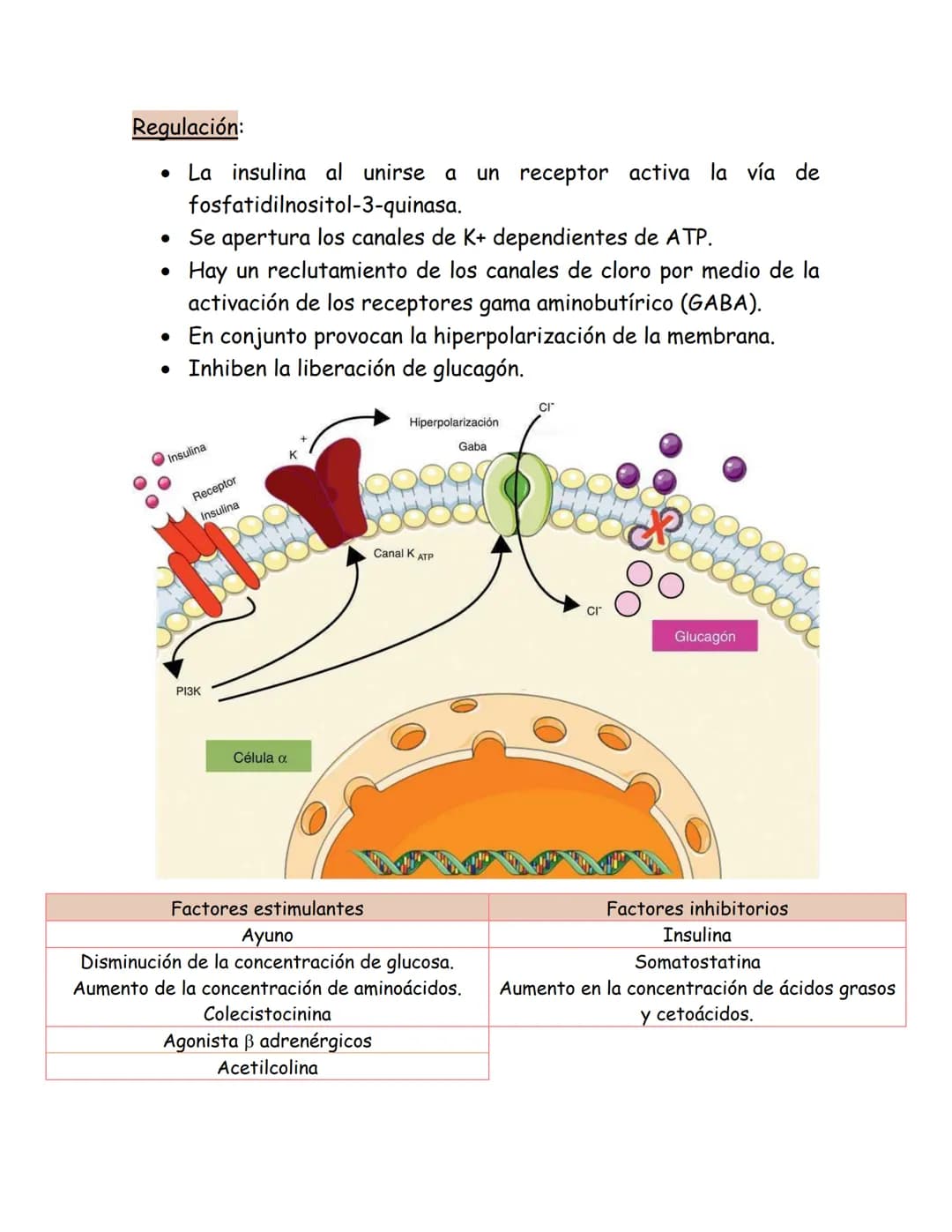 # Páncreas endocrino
Ubicación anatómica:
Órgano retroperitoneal, se extiende
transversalmente desde el duodeno
hasta el bazo, por detrás d