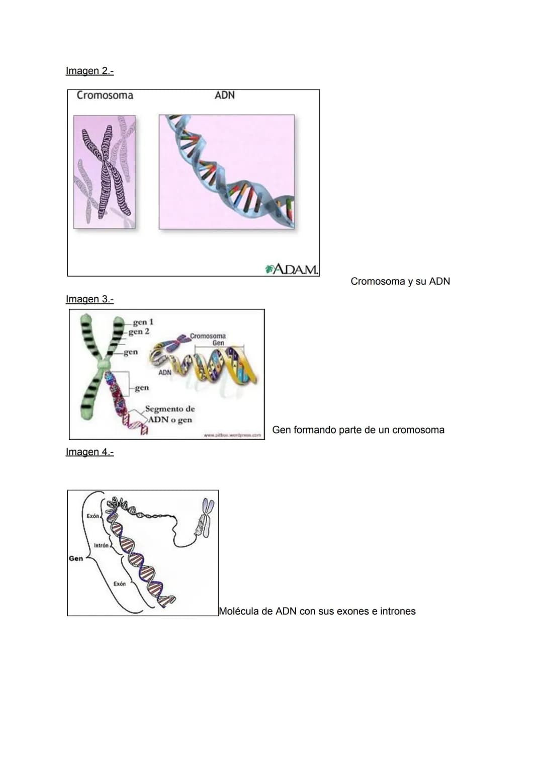 Diferencias
| ADN | ARN |
|---|---|
| Es de cadena doble | Es de cadena simple |
| El azúcar que compone el ADN es la desoxirribosa | El az