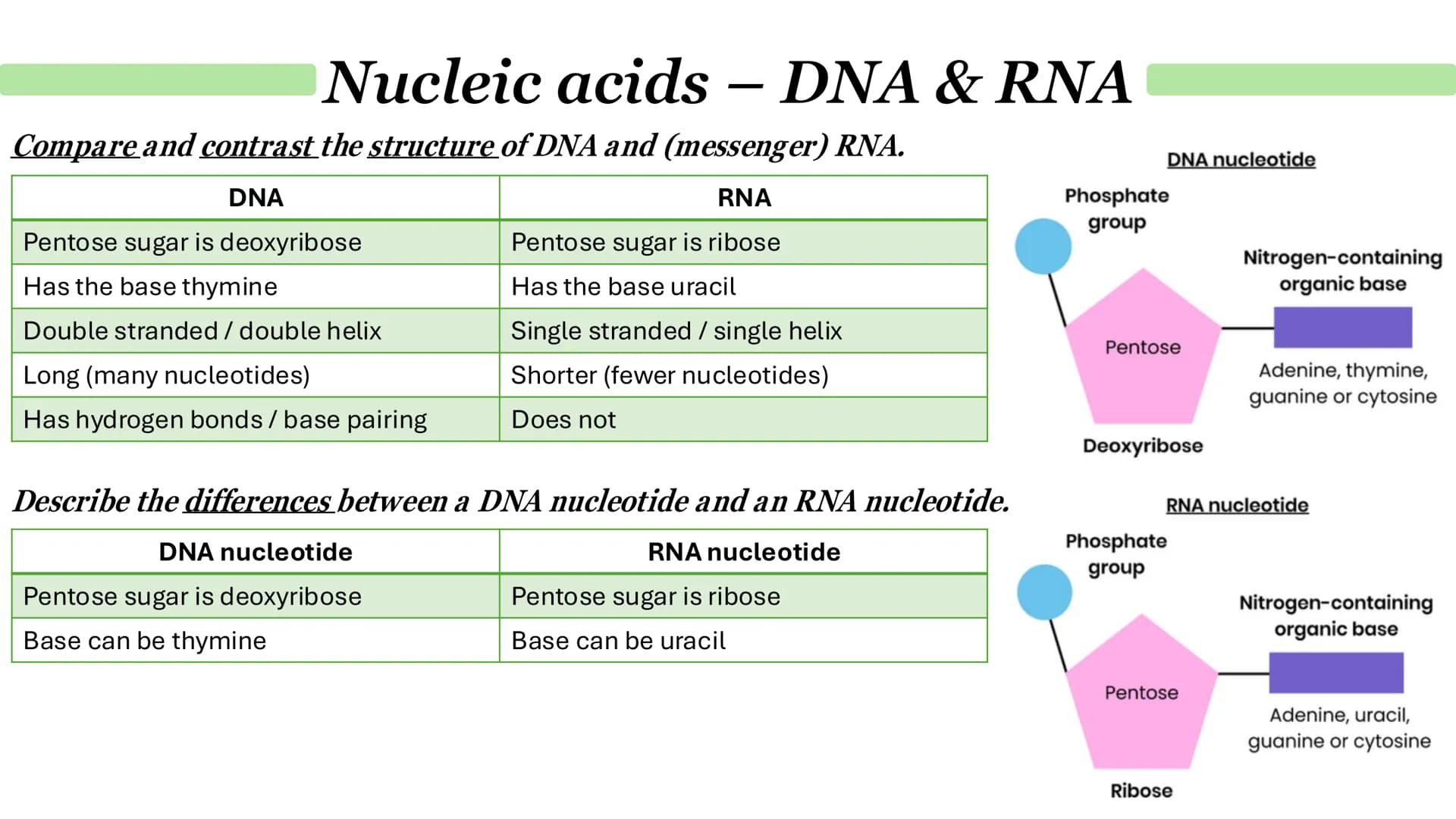 # Nucleic acids - DNA
What is DNA?
It stands for deoxyribonucleic acid.
• It a chemical that genetic material in the nucleus is composed o