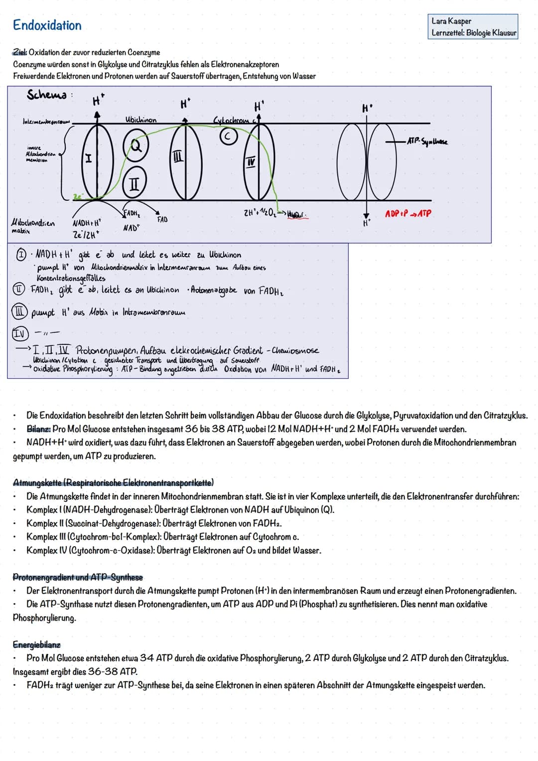 # Zellatmung
Ablauf der Zellatmung
2 NADH
2 NADH
6 NADH
2 FADH2
Lara Kasper
Lernzettel: Biologie Klausur
Glucose
Glykolyse
Oxidative
