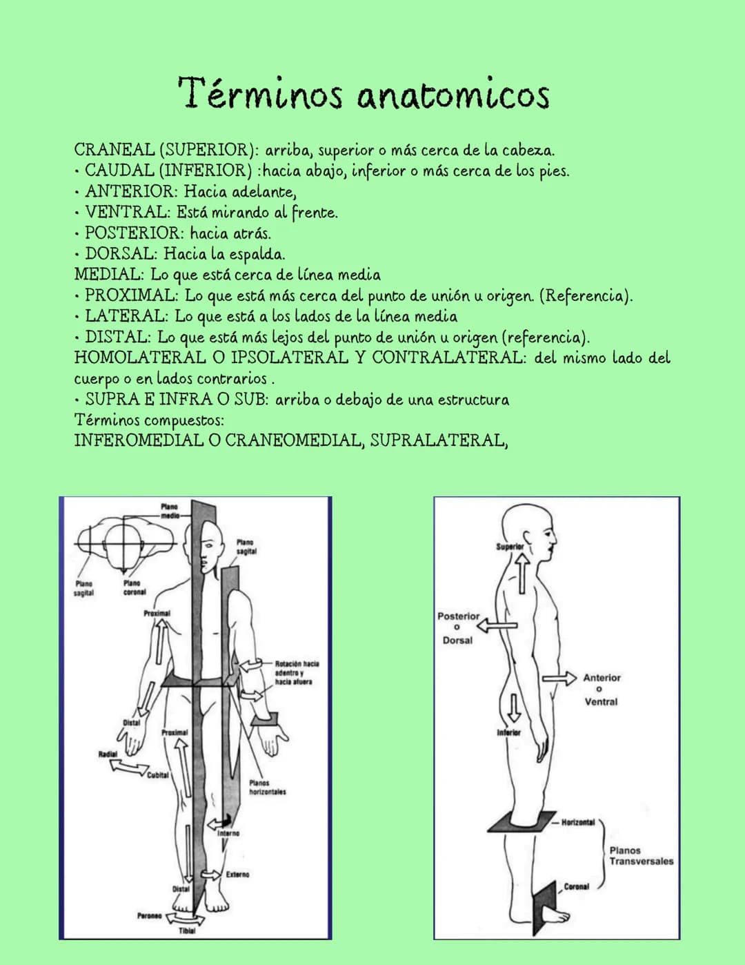 Introducción a la
ANATOMIA
Anatomía es el estudio
de la estructura del
cuerpo humano y la
relación que hay entre
ellas.
♡
Aristóteles (384