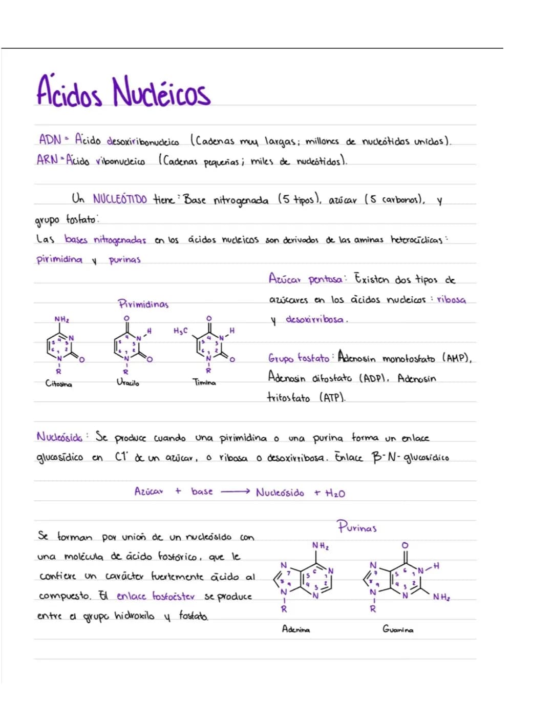 # Acidos Nucleicos
ADN Acido desoxiribonucleico (Cadenas muy largas; millones de nucleotidos unidos).
ARN-Acido vibonucleico (Cadenas pequ