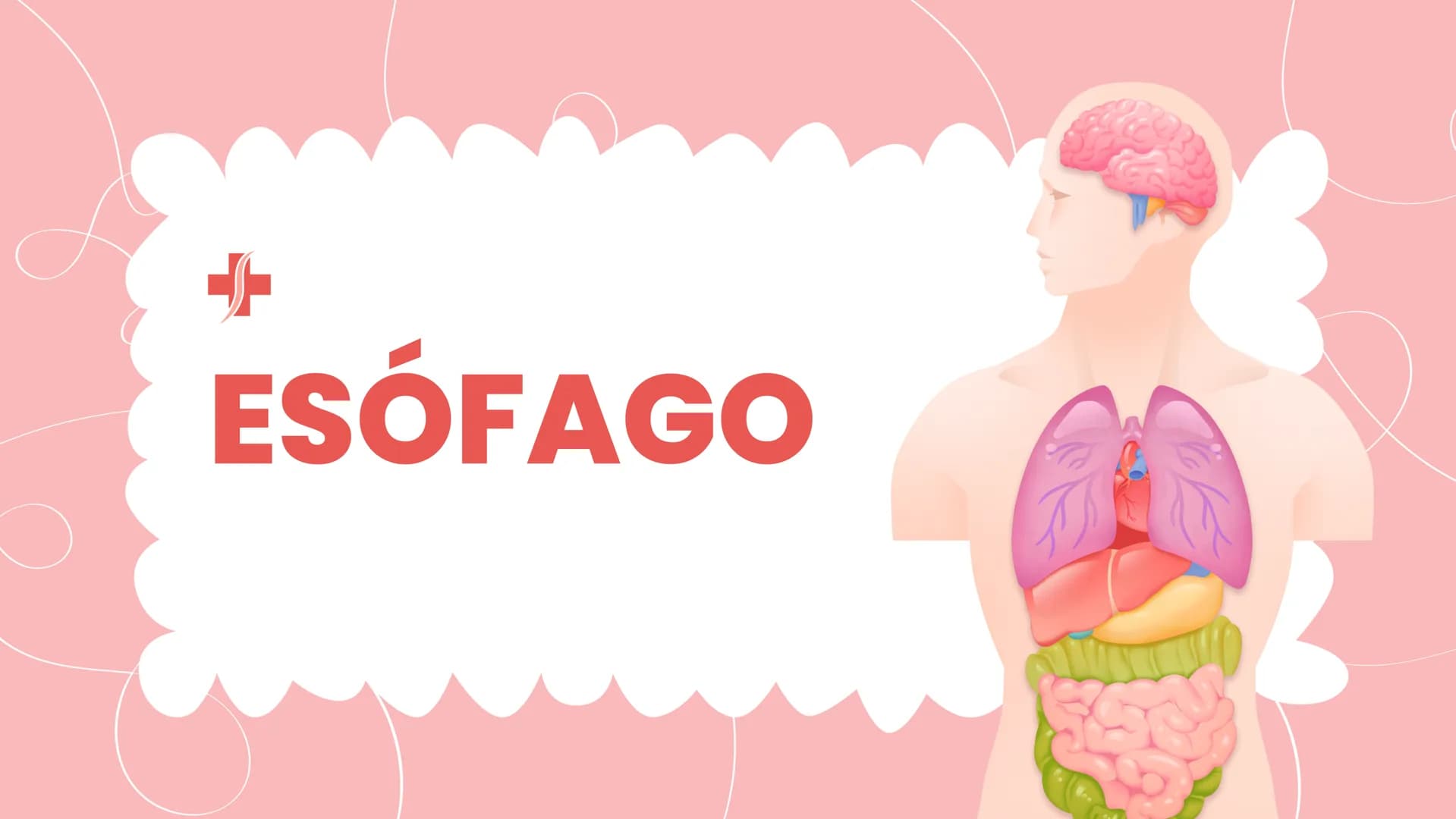 + ESÓFAGO El esófago es el tubo muscular
hueco que transporta alimentos y
líquidos desde la garganta hasta
el estómago. La longitud suele
ro
