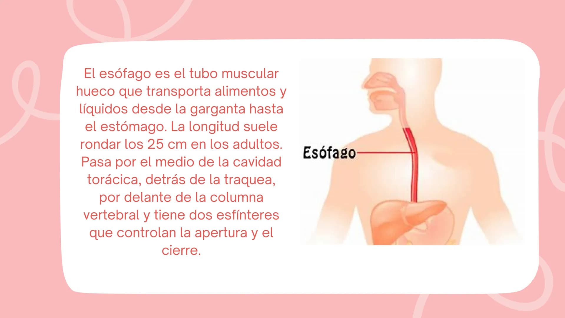 + ESÓFAGO El esófago es el tubo muscular
hueco que transporta alimentos y
líquidos desde la garganta hasta
el estómago. La longitud suele
ro
