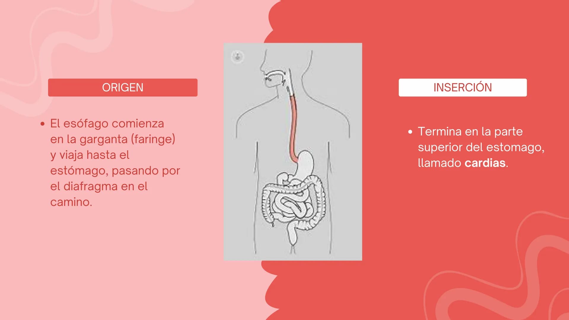 + ESÓFAGO El esófago es el tubo muscular
hueco que transporta alimentos y
líquidos desde la garganta hasta
el estómago. La longitud suele
ro